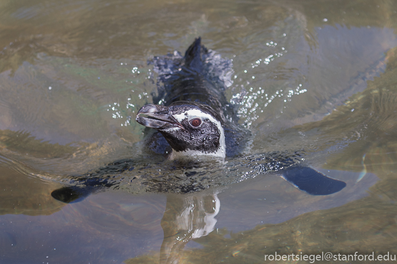 penguin swimming